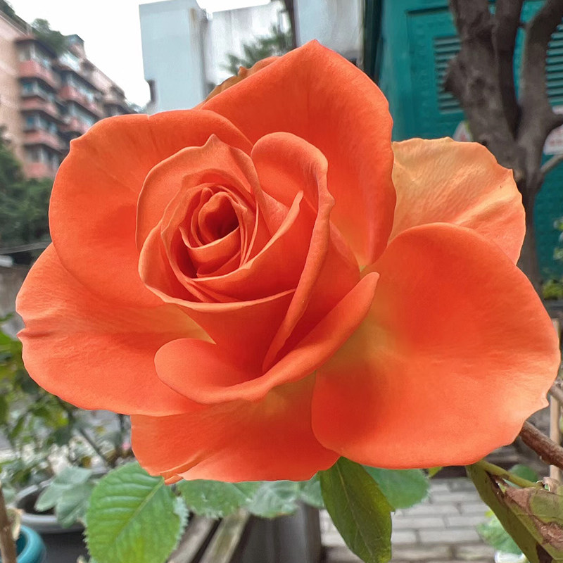 新品 橙色惟一 月季花苗 大花灌木直立勤花切花月季 庭院阳台盆栽