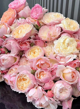 新品 盈盈粉 月季花苗 国月灌木多头勤花粉色橙黄色多变阳台盆栽