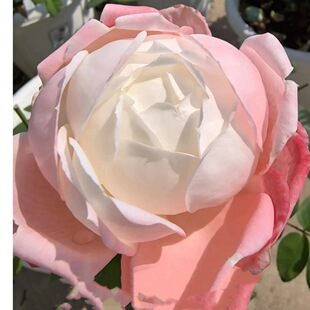 花苗 国月 切花 雪媚娘 耐开盆栽 白色 月季 浅粉色 新品 灌木大花