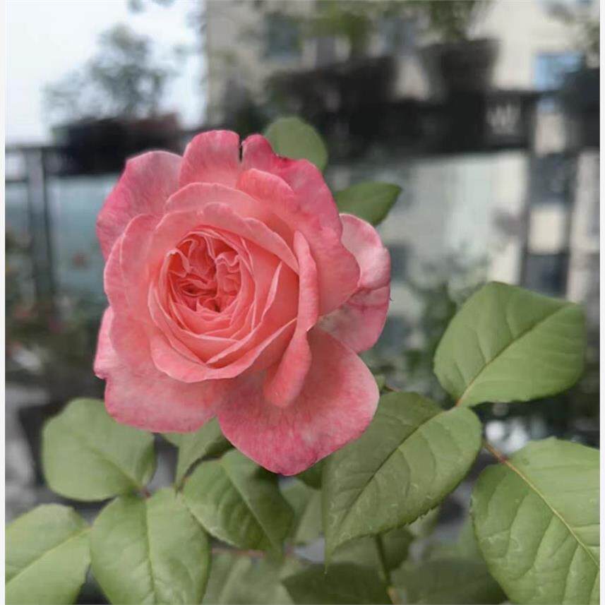 新品 马里斯/玛里斯 月季花苗 丹麦大花重瓣灌木浓香庭院阳台盆栽