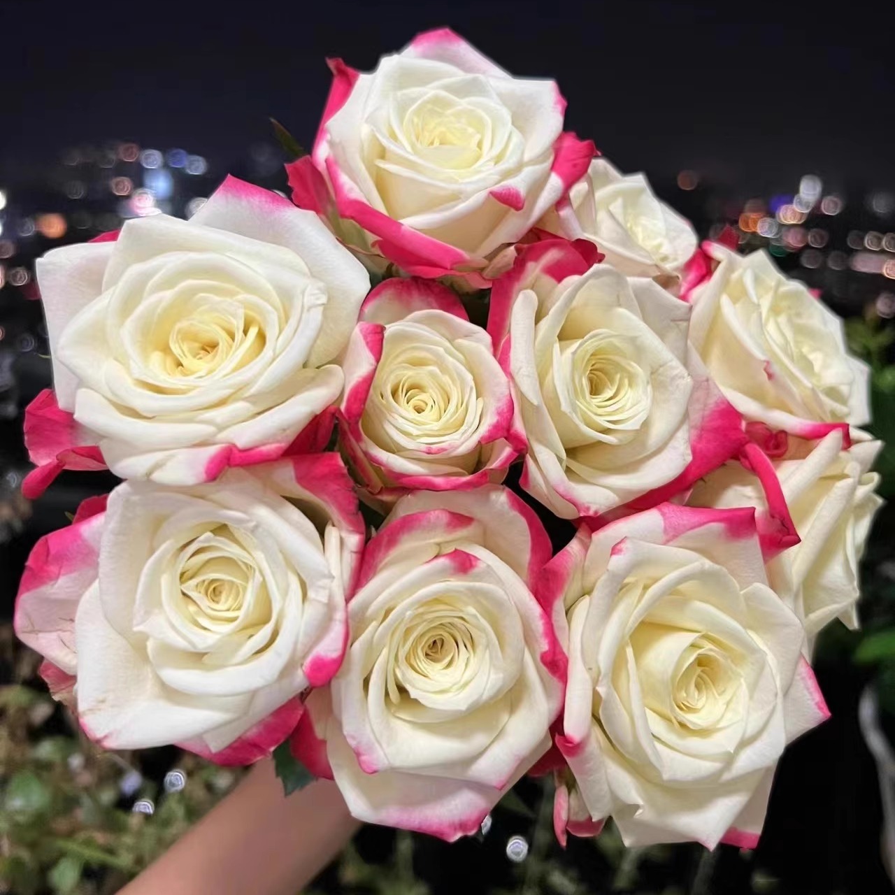 新品 经典粉色艾莉森 月季花苗大花灌木复色切花玫瑰庭院阳台盆栽