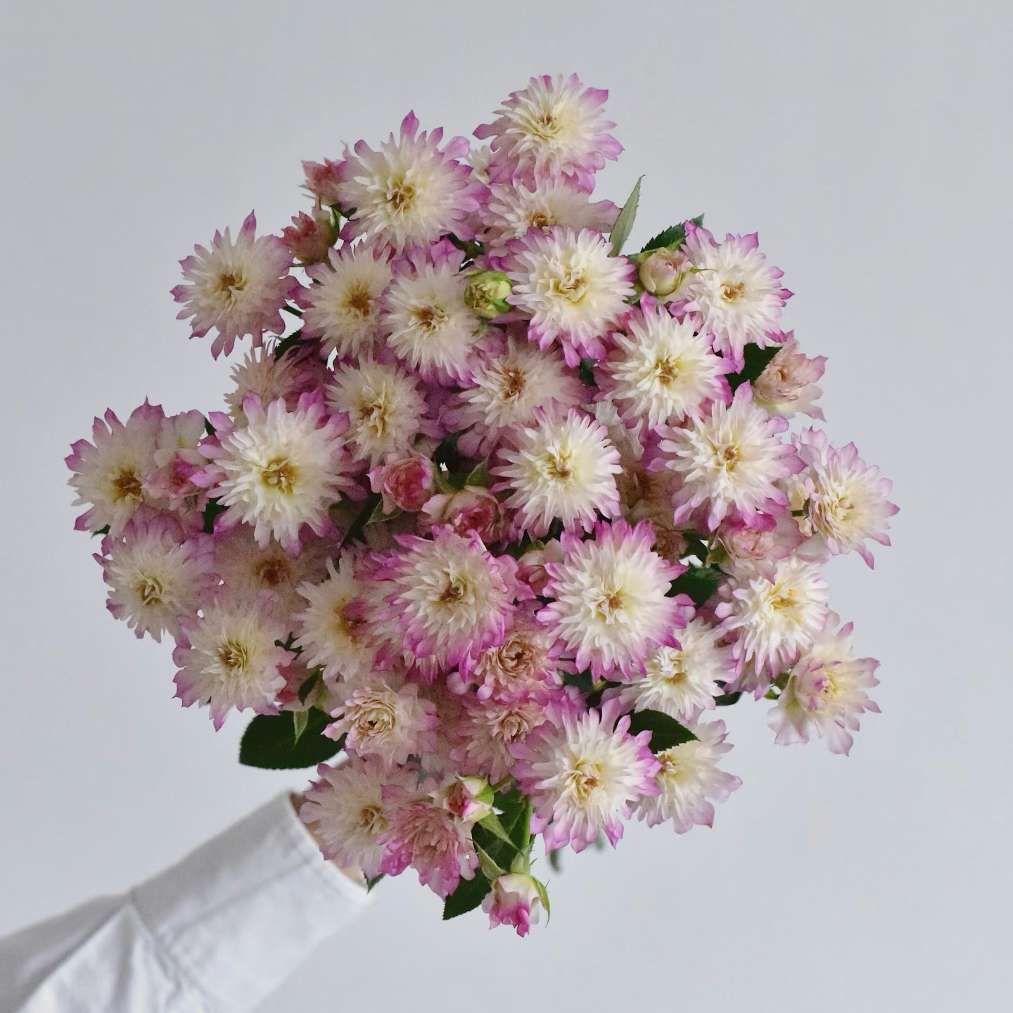 新品 焰火之邀 月季花苗 重瓣多头灌木锯齿花边月季 露台庭院盆栽
