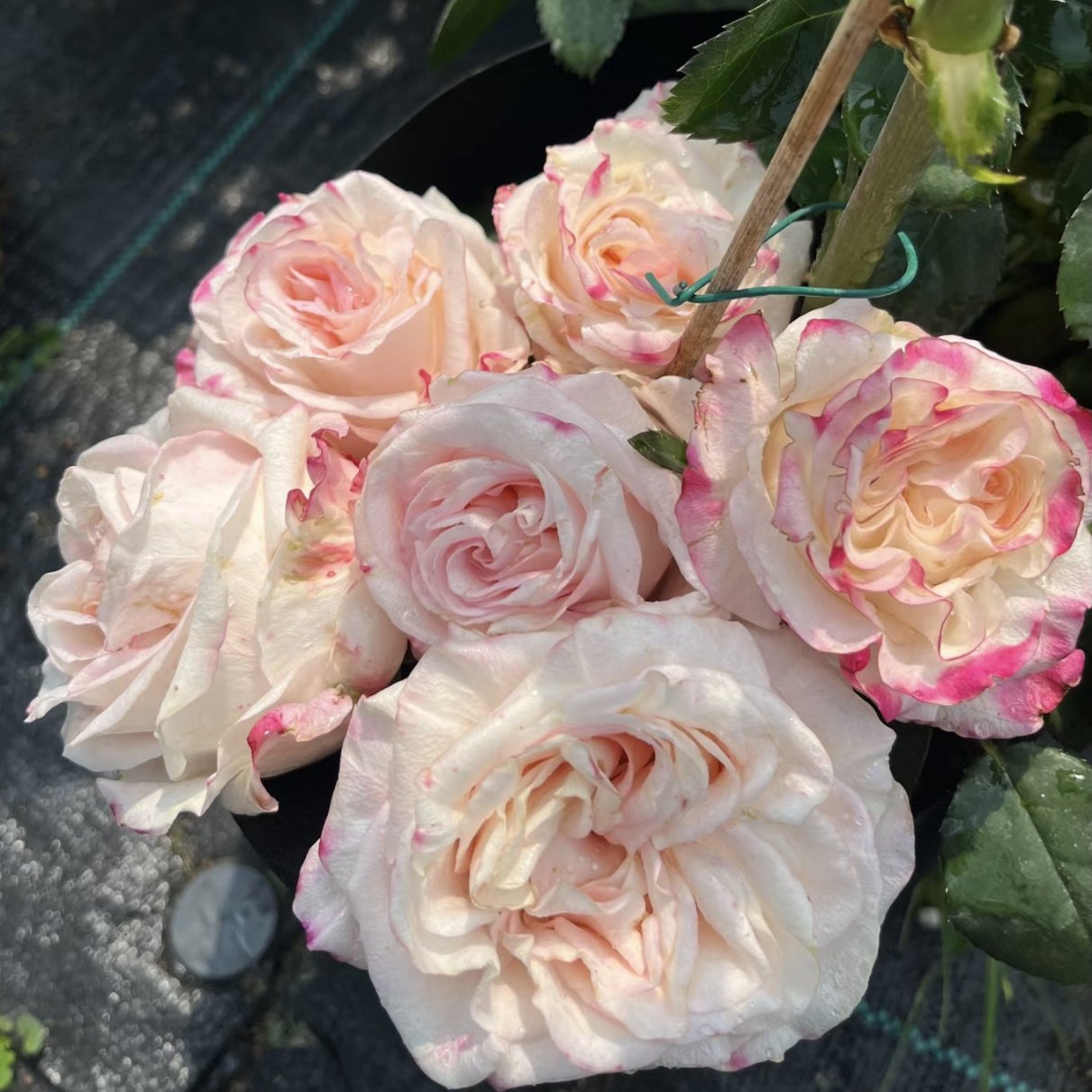 非常可爱/小可爱/可爱教主 月季花苗切花 阳台庭院盆栽植物花卉,鲜花速递/花卉仿真/绿植园艺,月季/蔷薇/玫瑰,淘宝优惠券,粉丝福利购,淘宝优惠卷