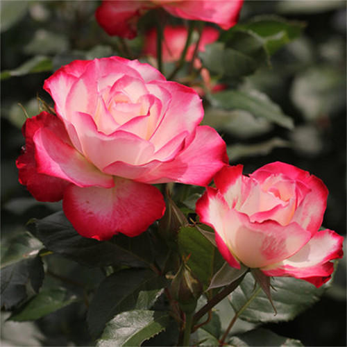 摩纳哥公爵月季扦插花苗盆栽阳台庭院复色灌木勤花多花多季开花