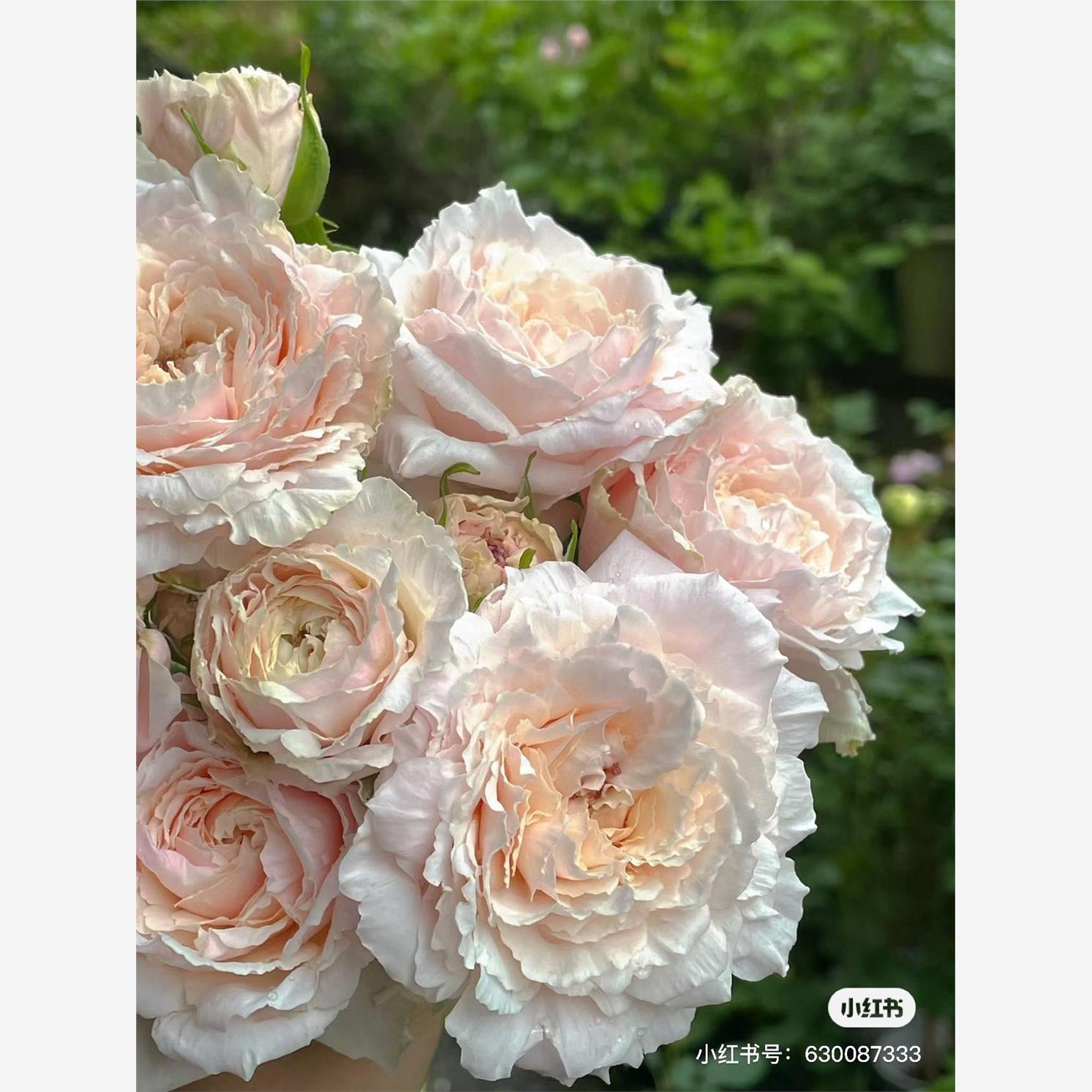 新品 紬轻柔 月季花苗 日月大花灌木重瓣多头勤花切花月季盆栽