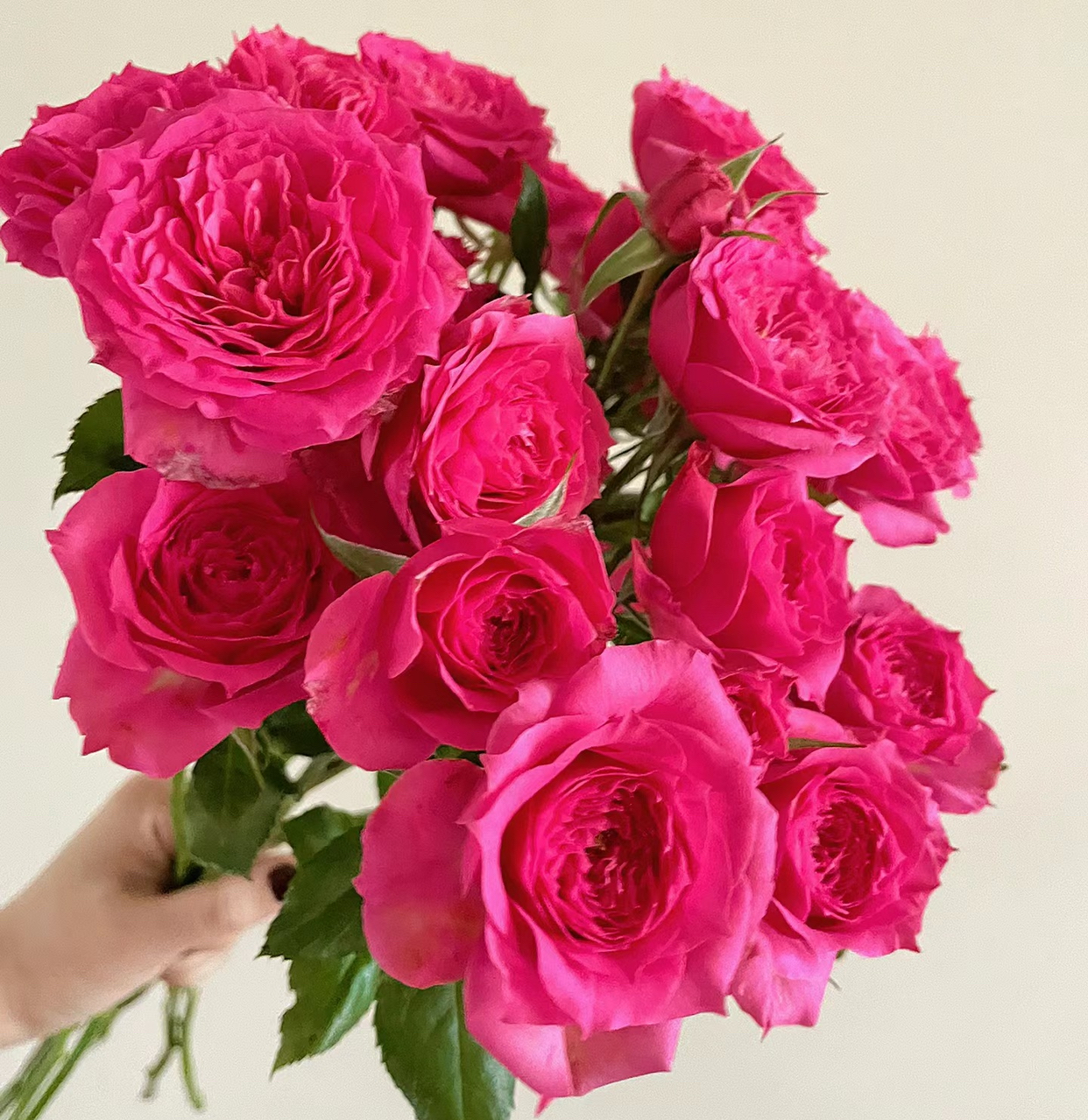 苏菲宝贝 多头玫瑰 月季花苗栽植庭院阳台盆栽耐热