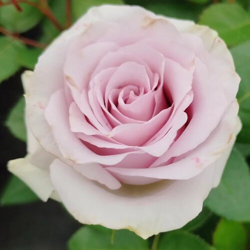 冬日恋歌 月季花苗 切花少刺月季阳台庭院盆栽