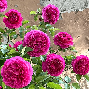 新品 加百列欧克 月季花苗大花重瓣多头勤花灌木切花庭院阳台盆栽