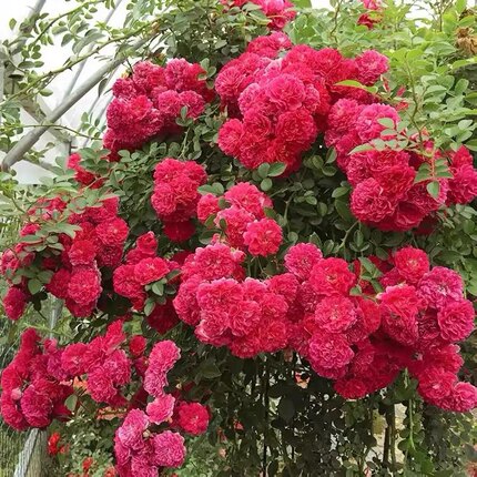 【红罗莎莉】月季花苗 庭院爬藤植物室内盆栽蔷薇花卉