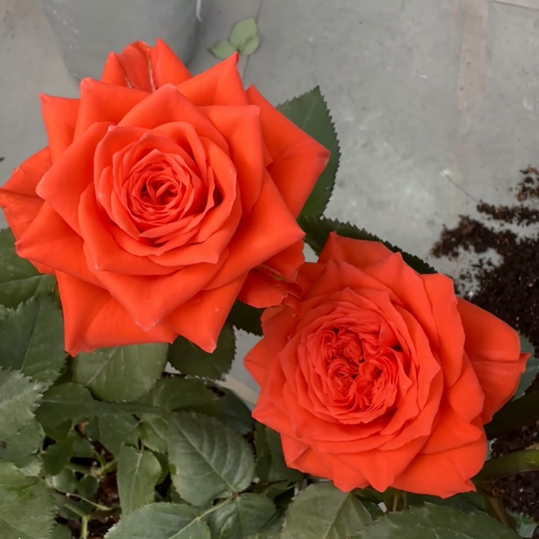 新品 酒红刺绣 月季花苗 重瓣大花灌木直立切花月季 庭院阳台盆栽