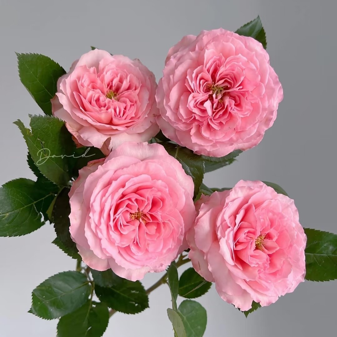 新品 粉梅拉 月季花苗 大花勤花灌木月季 花卉玫瑰阳台庭院盆栽,鲜花速递/花卉仿真/绿植园艺,月季/蔷薇/玫瑰,淘宝优惠券,粉丝福利购,淘宝优惠卷