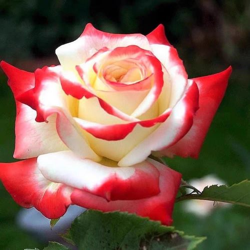 新品 法拉皇后 月季花苗大花灌木切花勤花月季庭院阳台盆栽花卉