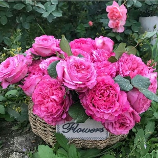 仙王座 月季花苗 阳台大花微月四季浓香玫瑰花盆栽绿植直立勤花