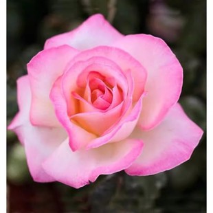 大花浓香灌木勤花月季 花苗 庭院阳台盆栽 月季 摩纳哥公主