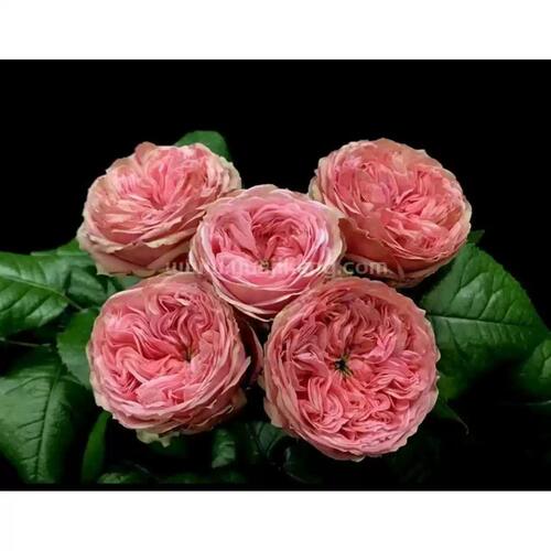 新品 简的骄傲 月季花苗 荷兰大花灌木直立切花月季 庭院阳台盆栽
