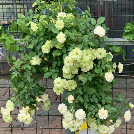 微月 绿冰 月季花苗 微型多头勤花灌木微型月季庭院阳台盆栽花卉