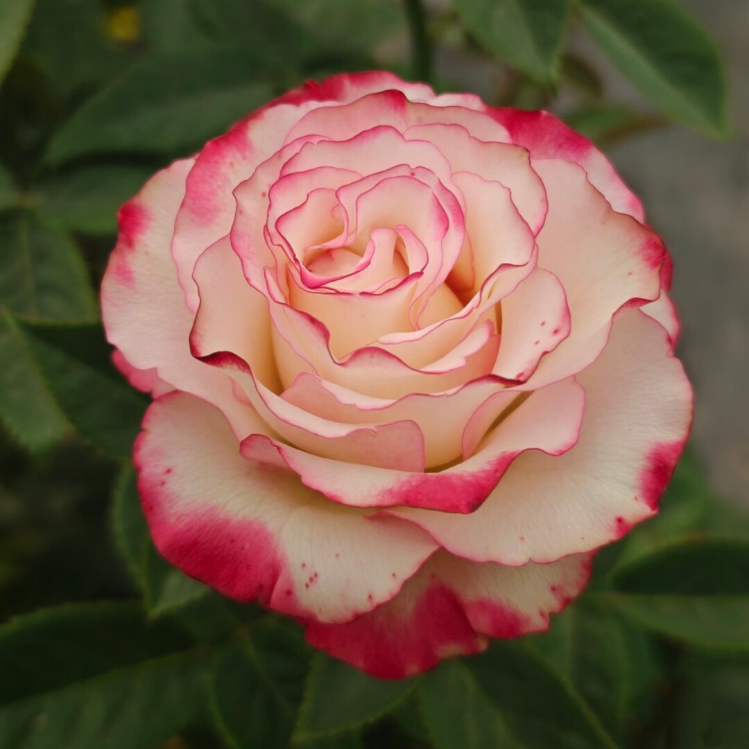 新品 二重奏 月季花苗 大花重瓣灌木多头勤花月季 庭院阳台盆栽