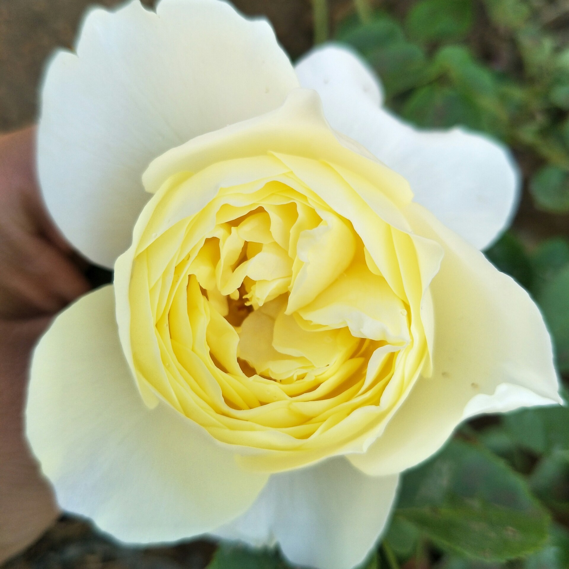 黄鹂鸟 月季花苗 勤花灌木大花浓香玫瑰盆栽庭院阳台花卉植物