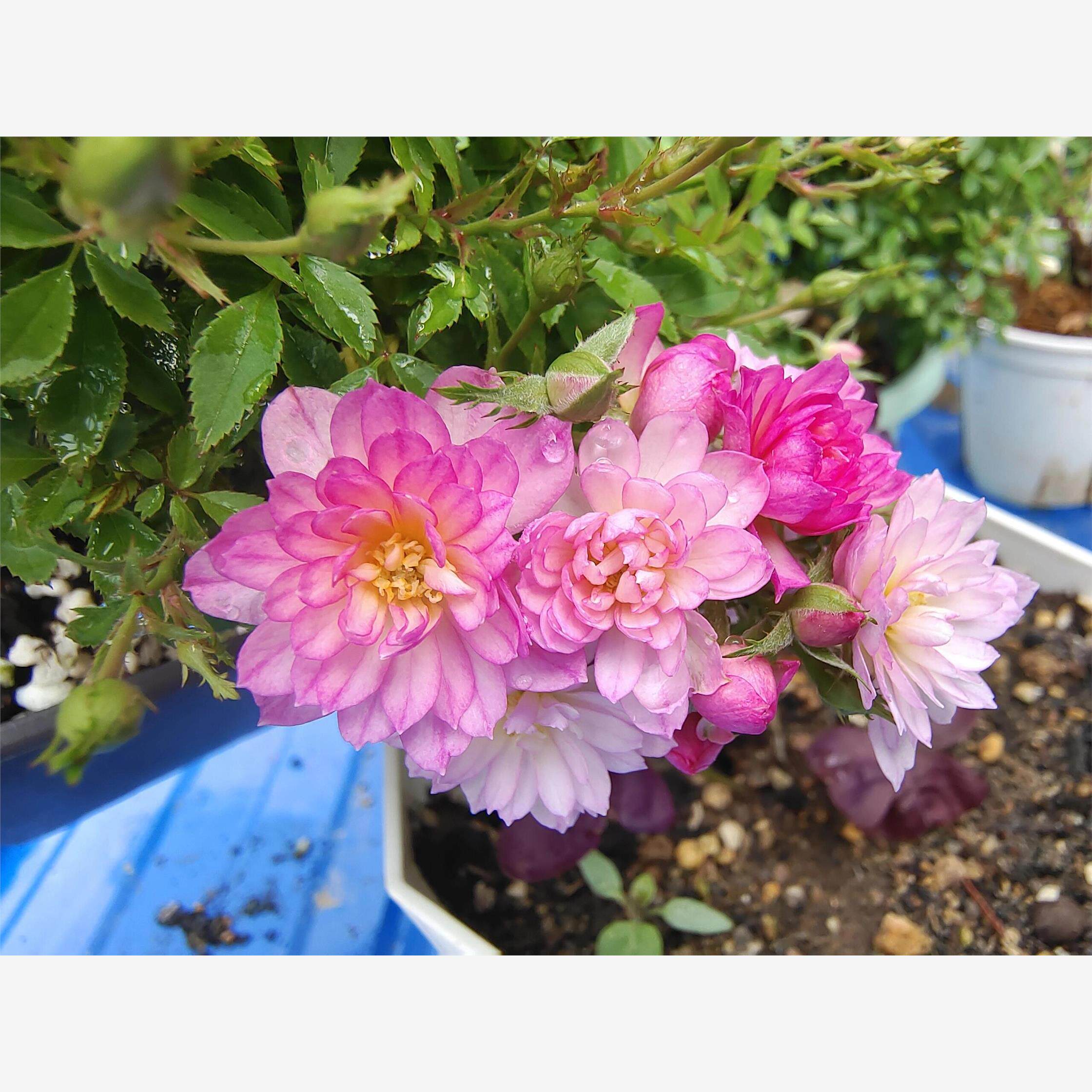 微月 瑾荷玲珑 月季花苗 微型多头灌木重瓣浓香月季庭院阳台盆栽