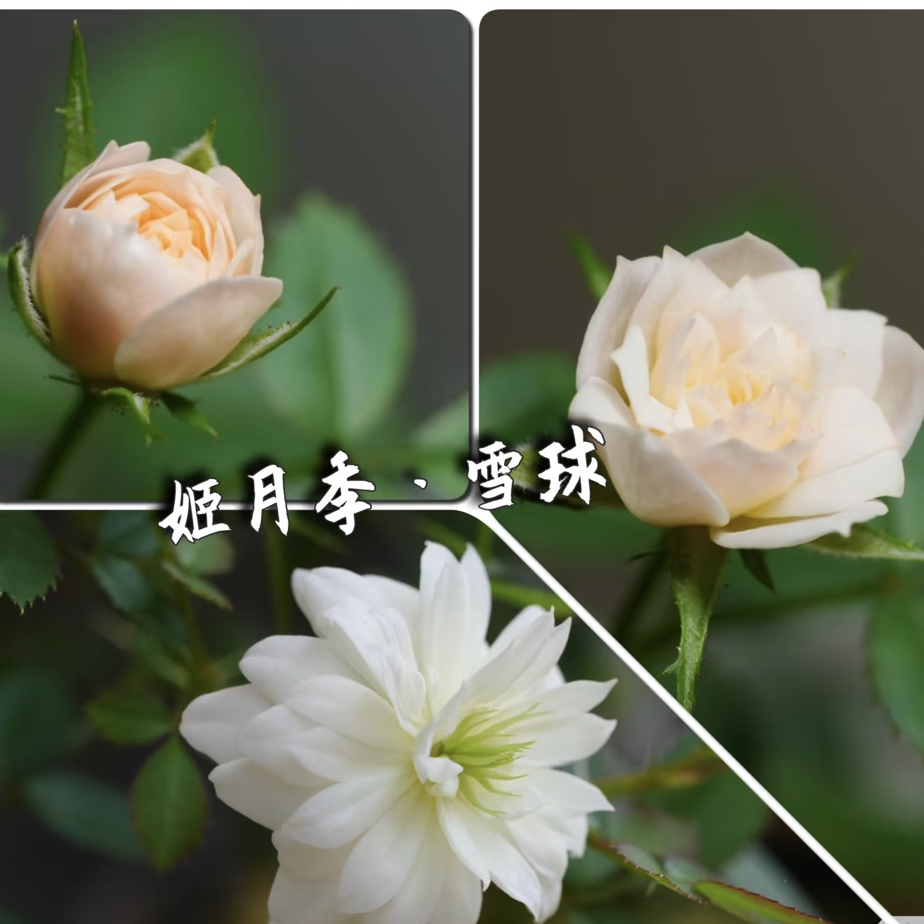 雪球姬月季日本重瓣超微