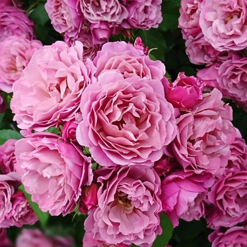 新品 葵 月季花苗 重瓣灌木勤花多头复古色月季 庭院阳台盆栽