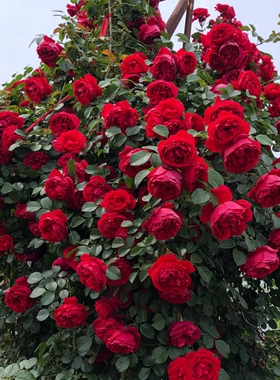 佛罗伦蒂娜月季扦插花苗红色庭院拱门耐寒好养蔷薇爬墙藤本