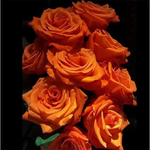 大花灌木直立高杯切花月季 新品 花苗 月季 庭院阳台盆栽 先苦后甜