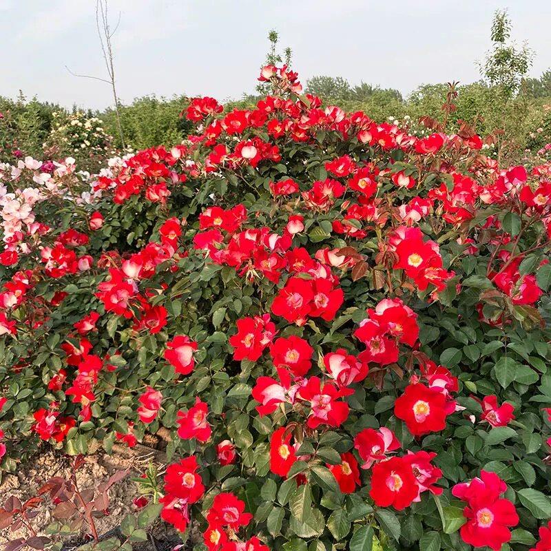 新品 我们的茉莉 月季花苗 单瓣灌木丰花多头勤花 阳台庭院盆栽