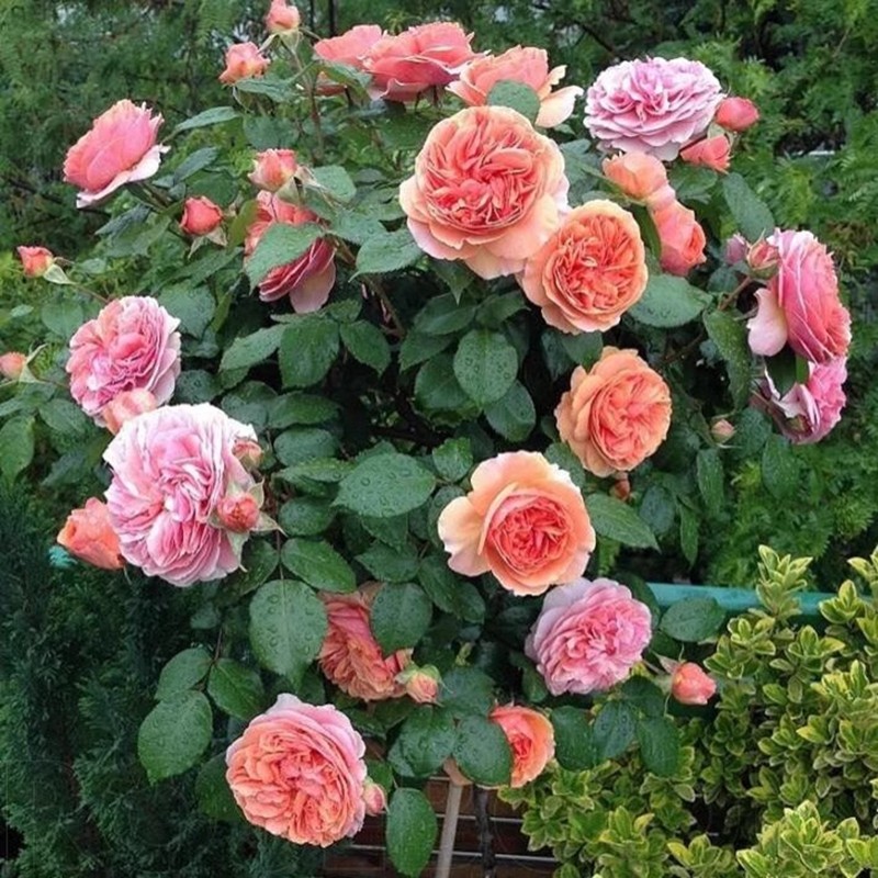 欧月 音乐馆 月季花苗 奥斯汀大花灌木多头勤花月季庭院阳台盆栽,鲜花速递/花卉仿真/绿植园艺,月季/蔷薇/玫瑰,淘宝优惠券,粉丝福利购,淘宝优惠卷