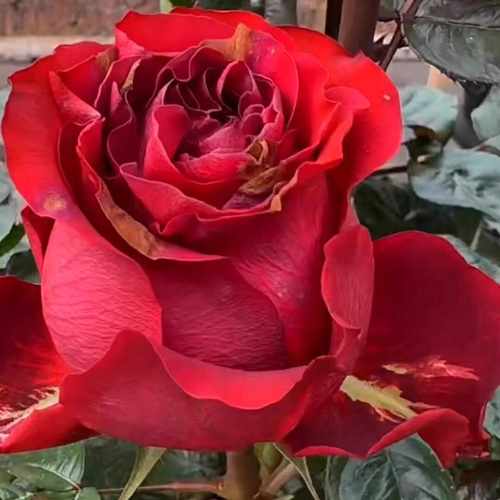 新品 可乐 月季花苗 灌木切花直立大花高杯勤花月季 庭院阳台盆栽