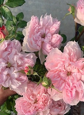 新品 蝶之舞 月季花苗 灌木大花欧月勤花月季 阳台庭院花卉