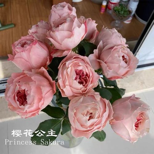 樱花公主月季花苗玫瑰多季开花包子多头阳台庭院花园盆栽植物花卉
