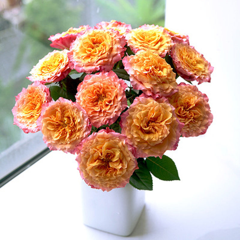 新品 火灵鸟 月季花苗 渐变橙黄色切花大花清香多头阳台庭院盆栽,鲜花速递/花卉仿真/绿植园艺,月季/蔷薇/玫瑰,淘宝优惠券,粉丝福利购,淘宝优惠卷