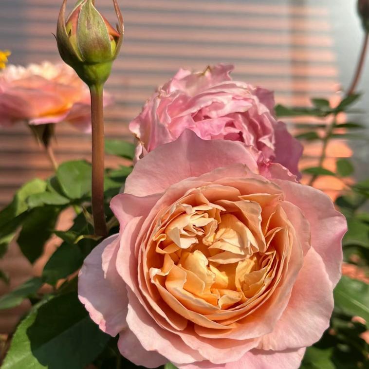 新品 时间魔法 月季花苗 重瓣灌木勤花多头大花月季 庭院阳台盆栽