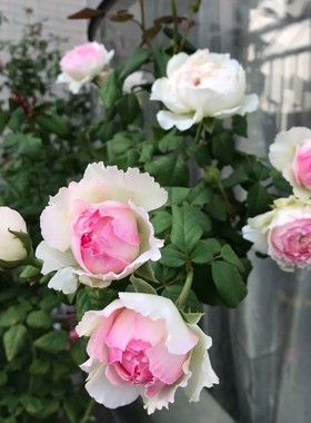 新品 日月 佩尔朱克 月季花苗 切花包子型灌木浓香勤花月季盆栽