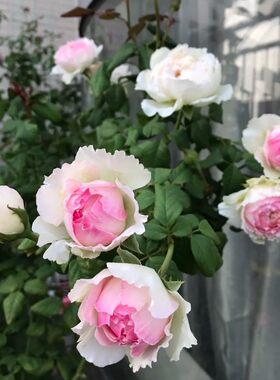 新品 日月 佩尔朱克 月季花苗 切花包子型灌木浓香勤花月季盆栽