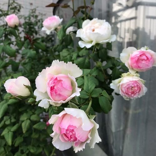 新品 日月 佩尔朱克 月季花苗 切花包子型灌木浓香勤花月季盆栽