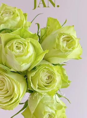 新品 薄荷茶 月季花苗奶绿色小卷边大花灌木月季阳台庭院盆栽