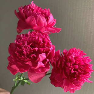 新品 石榴汁 月季花苗 红苹果芽变 灌木多头勤花月季庭院阳台盆栽