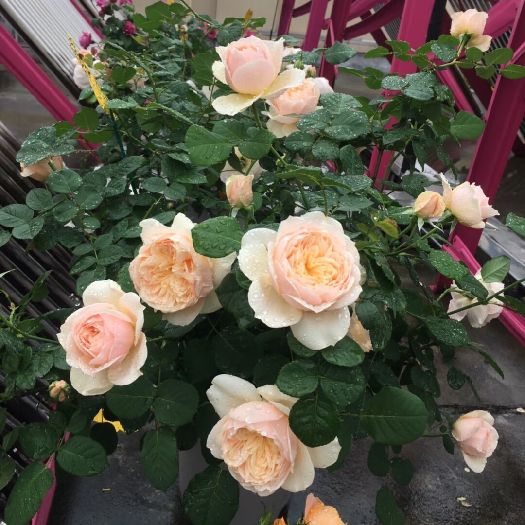 新品 白桃冻糕 月季花苗 日月灌木大花直立勤花玫瑰庭院阳台盆栽