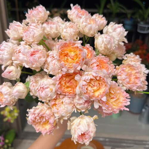 新品 桃子海葵 月季花苗 花多变型多头灌木勤花月季 庭院阳台盆栽