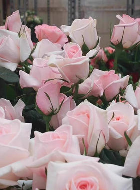 园艺王子/和平之父月季花苗法国梅昂 灌木切花月季浓香直立勤花