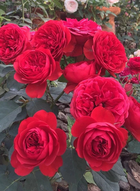 红苹果 月季玫瑰花苗 正红色灌木勤花多头月季 阳台庭院盆栽