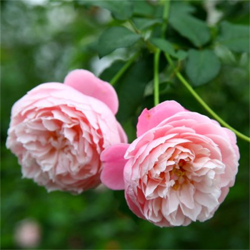 日月 羽毛 月季花苗 灌木多头勤花玫瑰浓香盆栽阳台庭院花卉