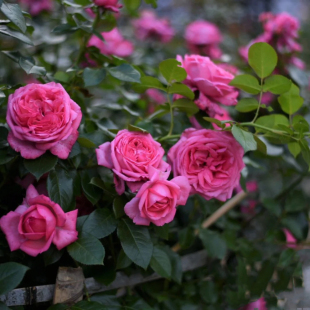 莫利纳尔 玫瑰月季花苗浓香大花灌木多季庭院阳台栽植耐热
