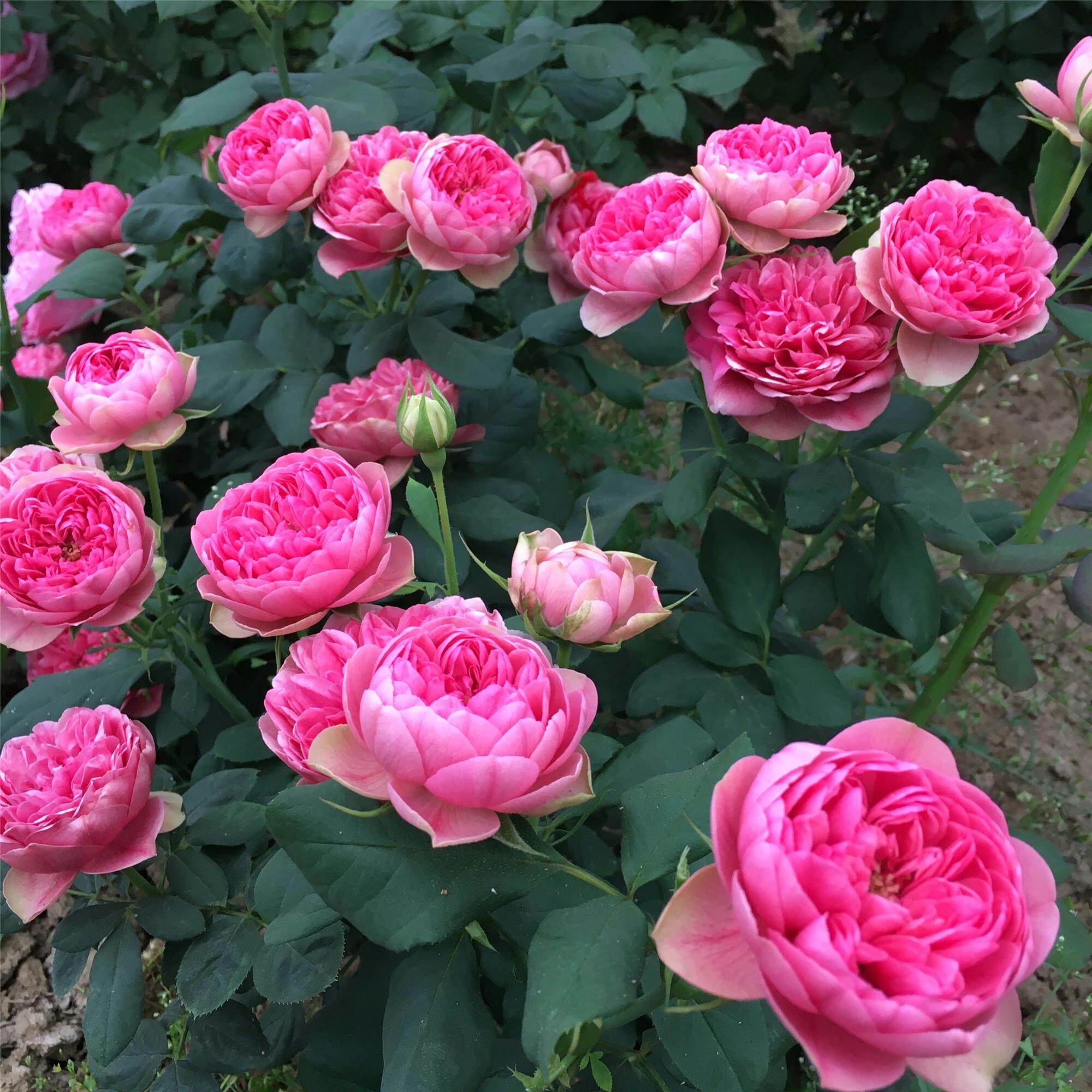 枫叶玫瑰月季花大苗盆栽四季浓香花卉绿植物神似莲花阳台庭院丰花