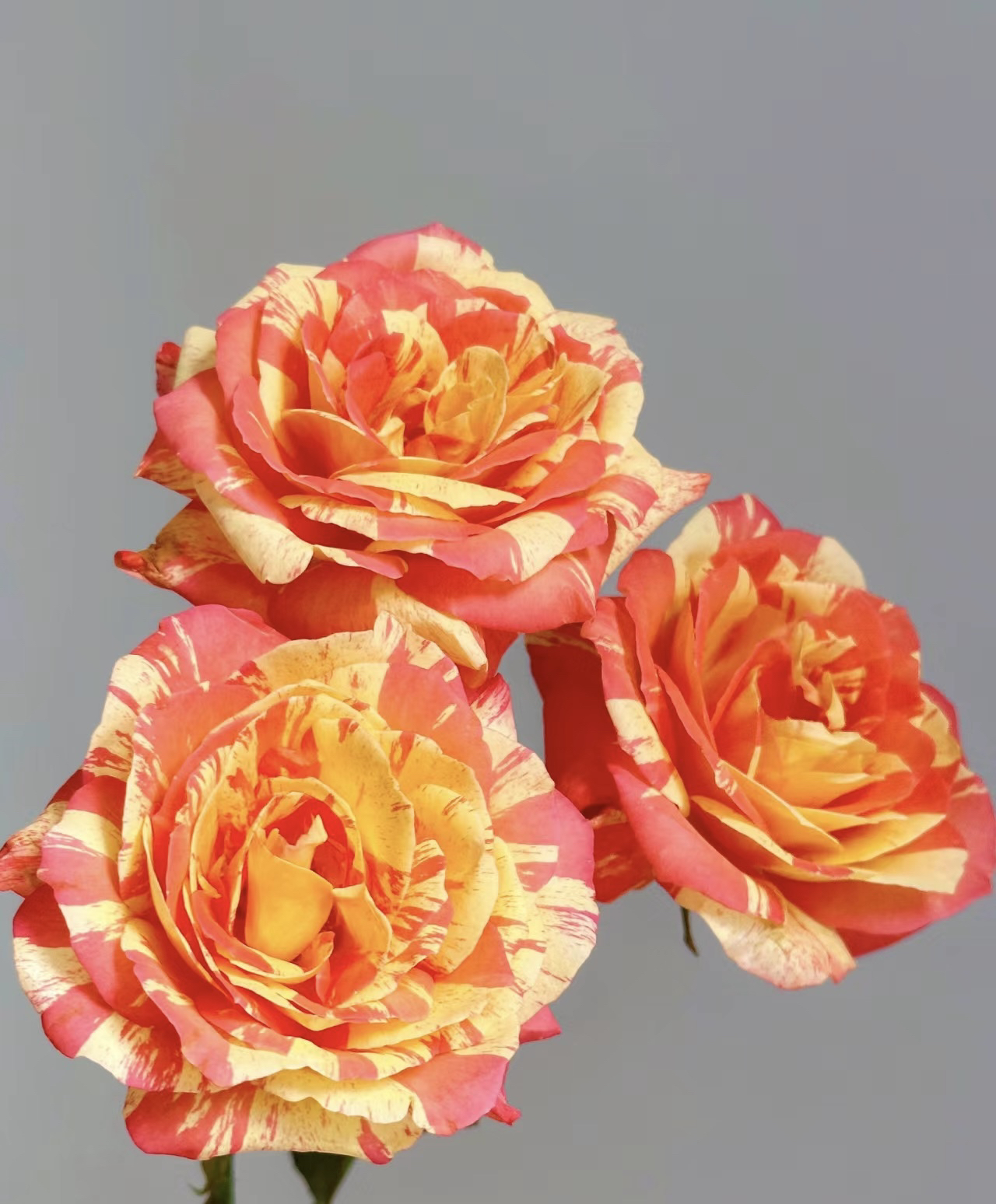 新品 热带晚霞  条纹复古月季大花绿植物庭院阳台盆栽月季花苗