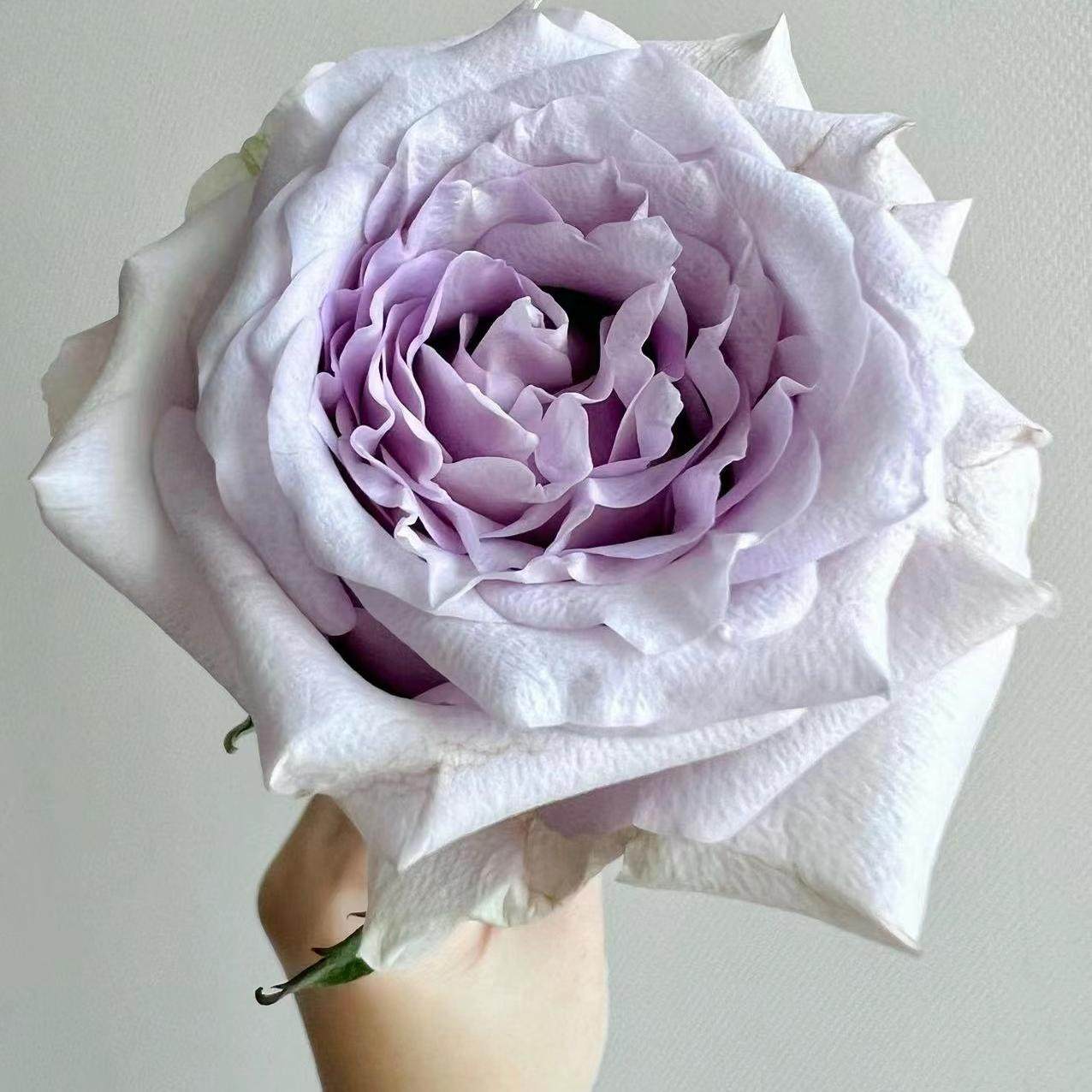 新品 月光曲 月季花苗大花重瓣灌木切花直立玫瑰 阳台庭院盆栽,鲜花速递/花卉仿真/绿植园艺,月季/蔷薇/玫瑰,淘宝优惠券,粉丝福利购,淘宝优惠卷