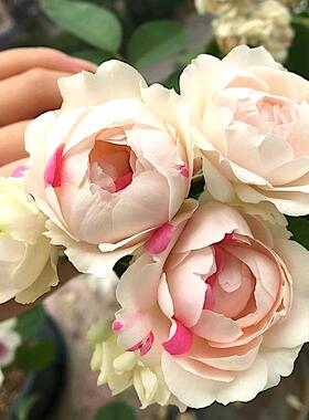 白桃草莓冻糕 日月月季花苗 红色斑点多头盆栽花量大四季庭院盆栽