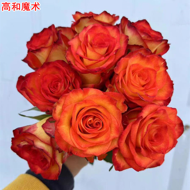 新品 高和魔术 月季花苗 大花高杯切花灌木勤花玫瑰庭院阳台盆栽,鲜花速递/花卉仿真/绿植园艺,月季/蔷薇/玫瑰,淘宝优惠券,粉丝福利购,淘宝优惠卷